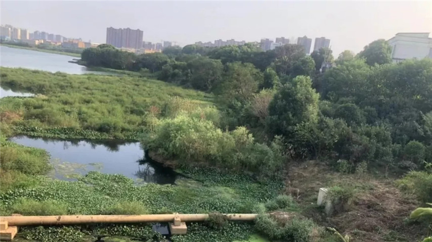 工匠球友会手机版召开黄家湖上湖湖体综合整治工程现场调度会